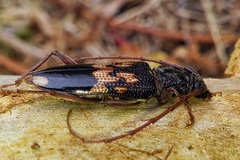Phoracantha semipunctata