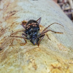 Phoracantha semipunctata