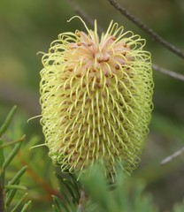 Banksia pulchella