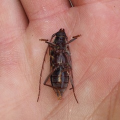 Phoracantha semipunctata