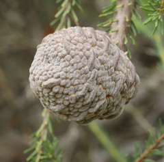 Banksia pulchella