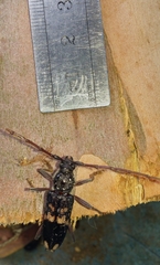 Phoracantha semipunctata