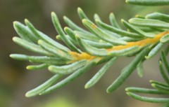 Banksia pulchella