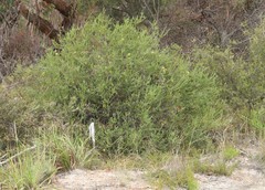 Banksia pulchella