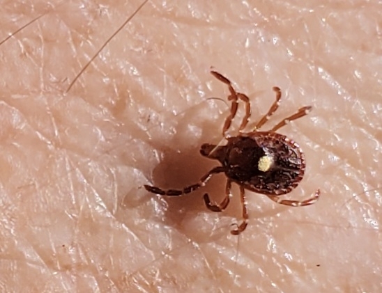 Amblyomma americanum Linnaeus, 1758