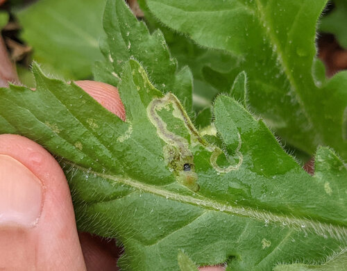 Unknown species found near Belhaven, Jackson, MS, USA
