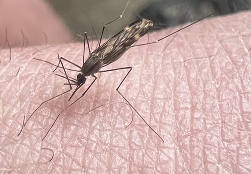 Unknown species found near Water Wheel Way, West Grove, PA, US