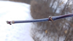 Acer negundo violaceum