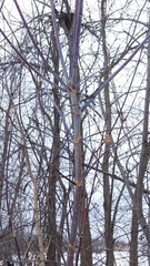 Acer negundo violaceum