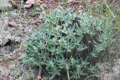 Dudleya virens hassei