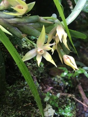 Maxillariinae