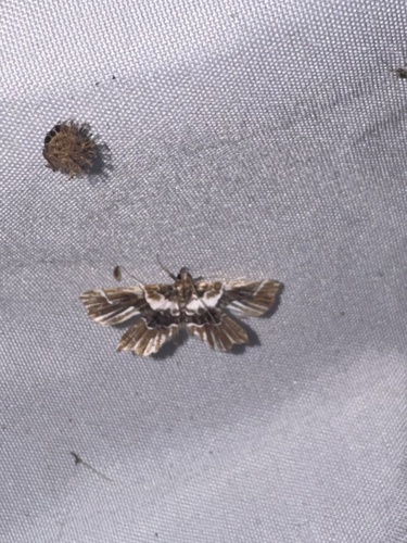 Beautiful Undulambia Moth
