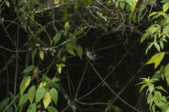 Atlapetes leucopterus