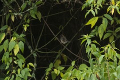 Atlapetes leucopterus