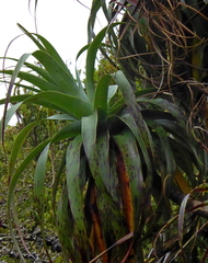 Dracophyllum traversii