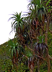 Dracophyllum traversii