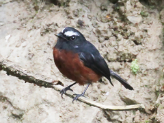 Ochthoeca cinnamomeiventris