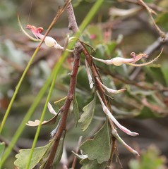Adenanthos cuneatus