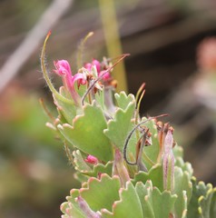 Adenanthos cuneatus