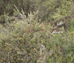 Adenanthos cuneatus
