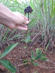 Palicourea officinalis