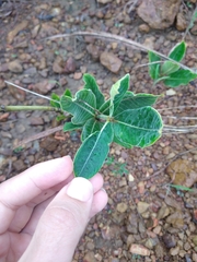 Palicourea officinalis