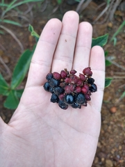 Palicourea officinalis