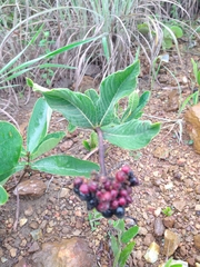 Palicourea officinalis