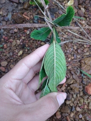 Palicourea officinalis
