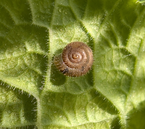 Trochulus hispidus