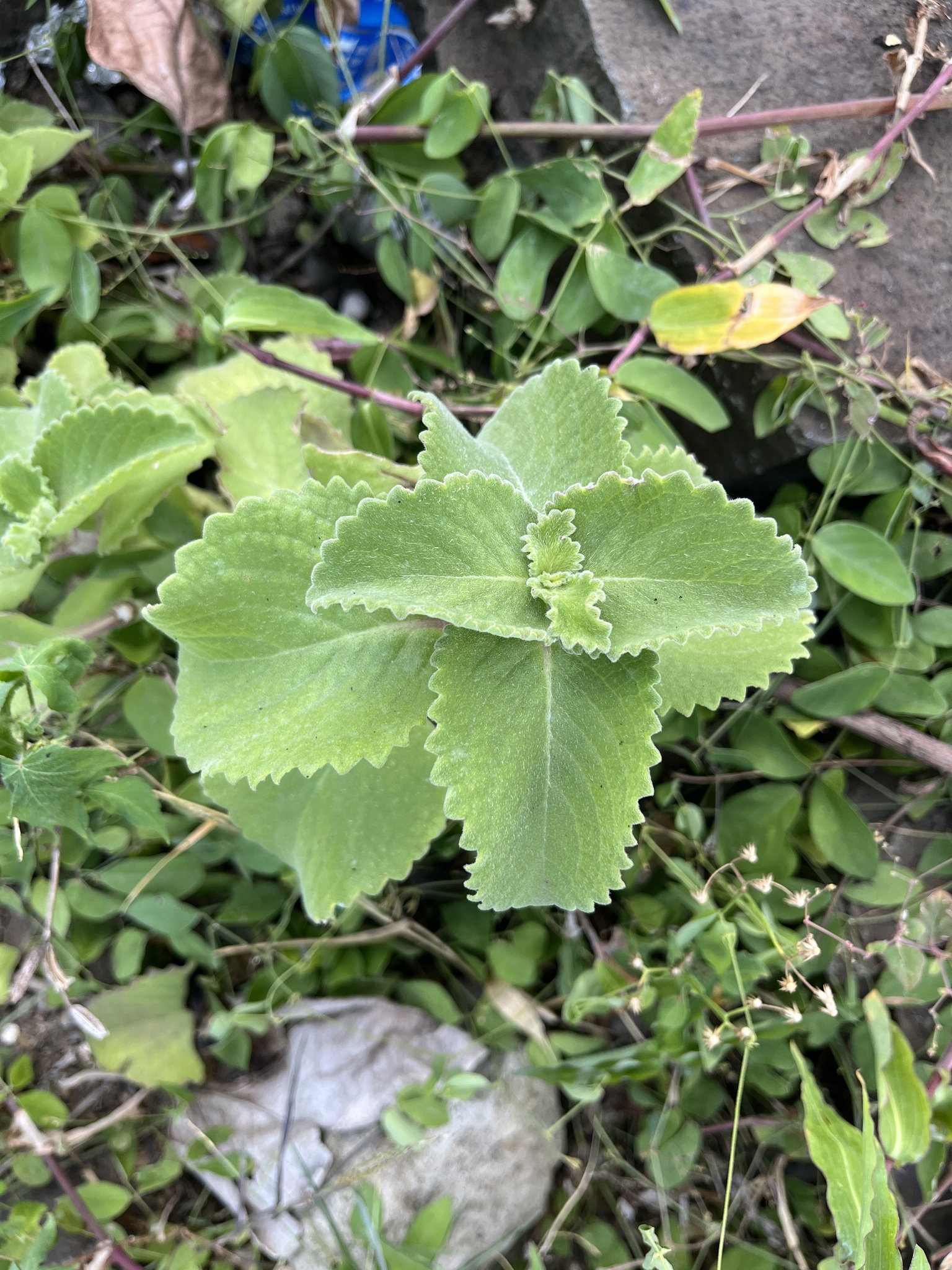 Indian Borage (Coleus amboinicus)