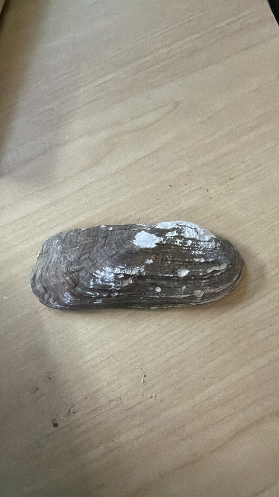 rabbitsfoot