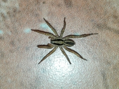 Hogna bivittata