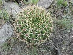 Gymnocalycium monvillei