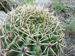 Gymnocalycium monvillei
