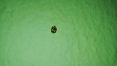 Charidotis auroguttata