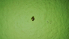 Charidotis auroguttata