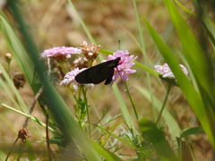 Altinote ozomene nox