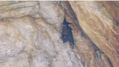 Peropteryx