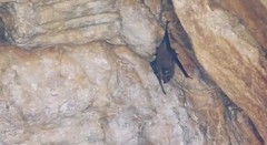 Peropteryx
