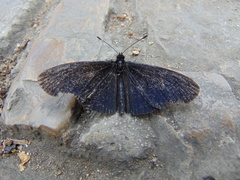 Altinote ozomene nox