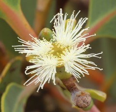Eucalyptus extrica