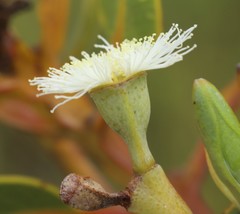 Eucalyptus extrica