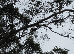 Platycercus icterotis