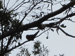 Platycercus icterotis