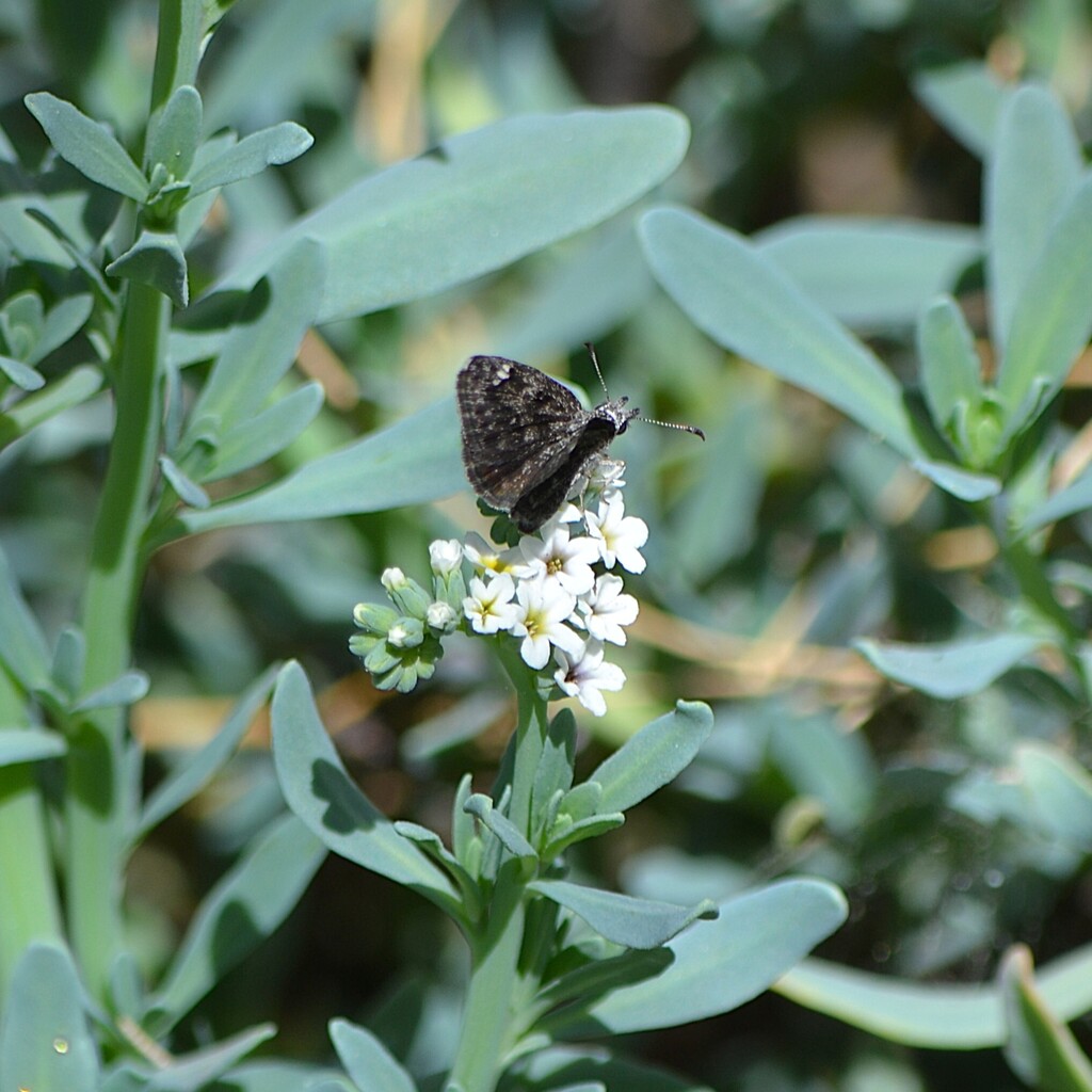 Saltbush Sootywing