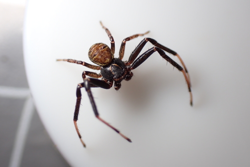 Xysticus kempeleni