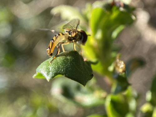 Unknown species found near Alameda, CA, USA