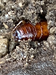 Parcoblatta pennsylvanica