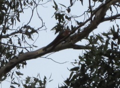 Platycercus icterotis